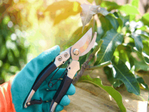 gardening-gifts
